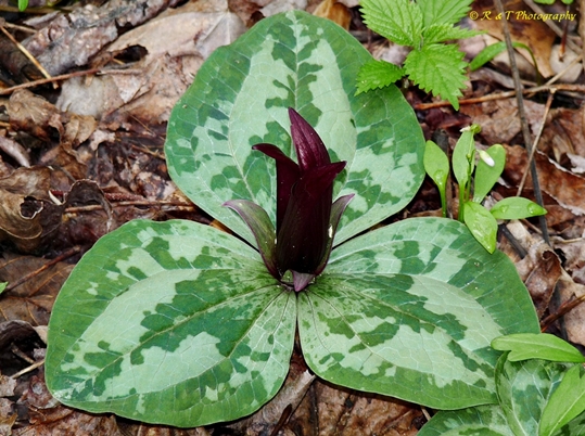 {Trillium decumbens}